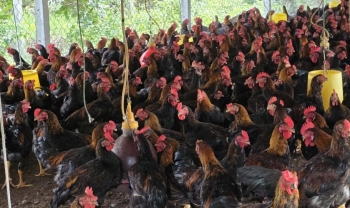 Chăn nuôi đúng quy định để bảo vệ môi trường và sức khỏe cộng đồng