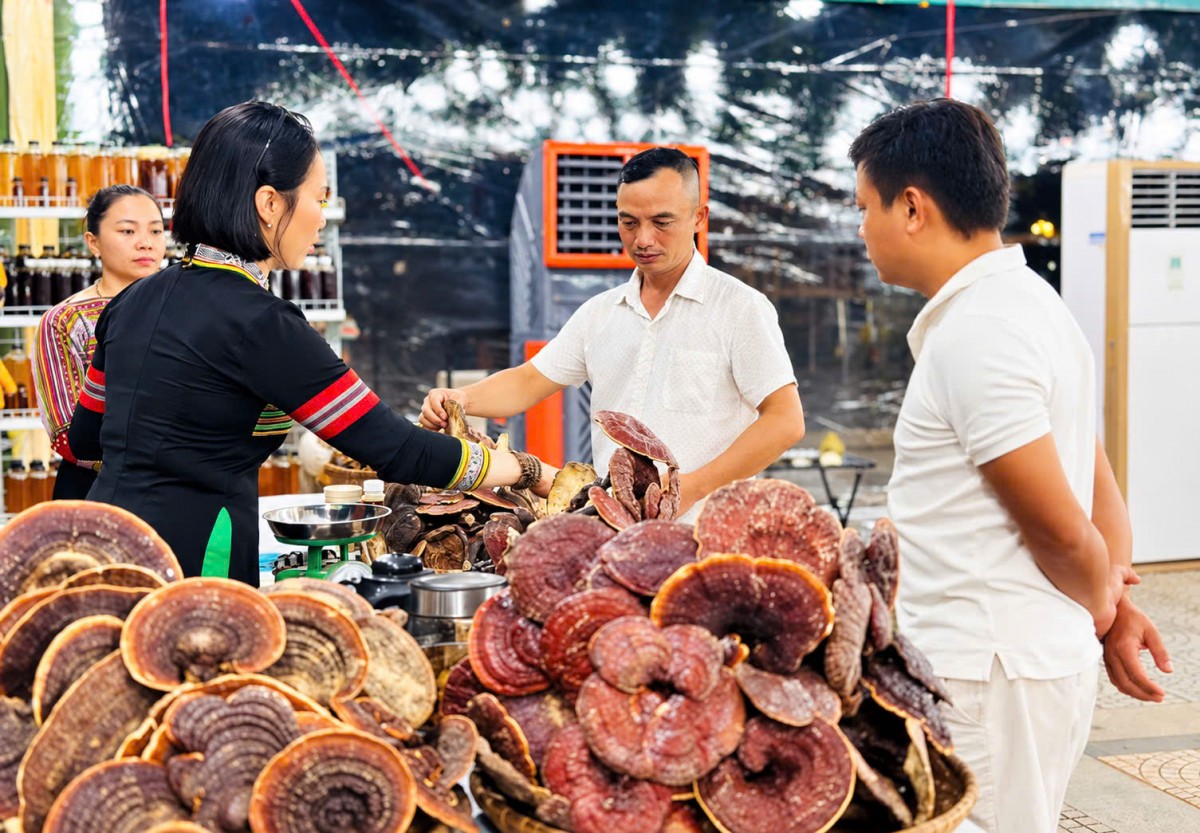 Dược liệu vùng cao Đà Nẵng tìm đường ra thị trường, mở sinh kế cho người dân