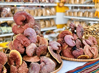 Dược liệu vùng cao Đà Nẵng tìm đường ra thị trường, mở sinh kế cho người dân