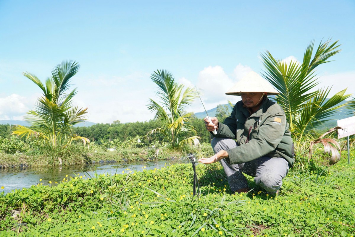 Vùng đồi keo “lột xác” nhờ chuyển hướng trồng ổi ứng dụng công nghệ cao