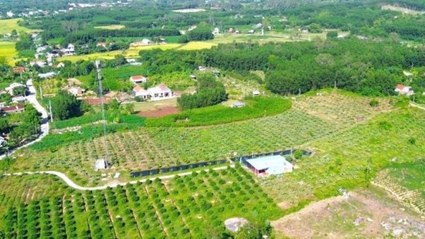 Vùng đồi keo “lột xác” nhờ chuyển hướng trồng ổi ứng dụng công nghệ cao