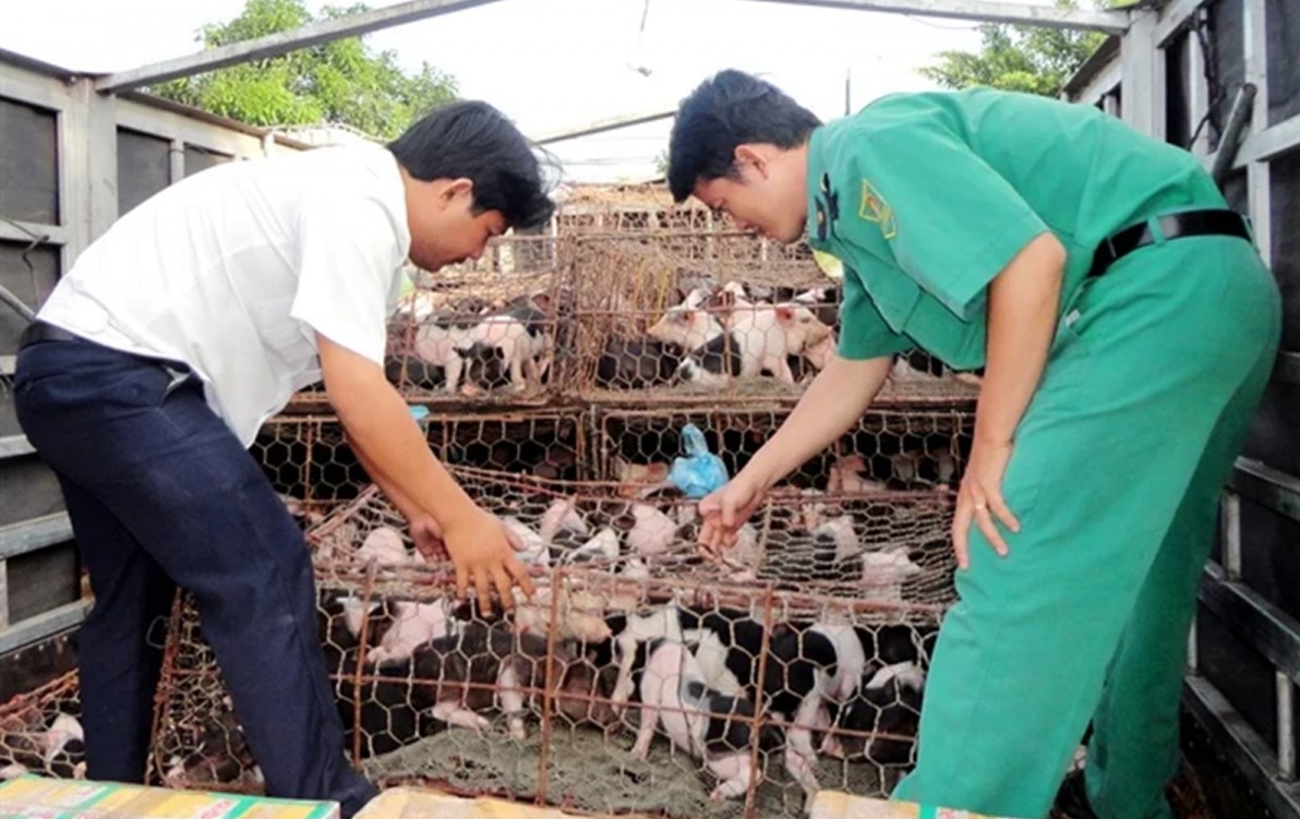 Tp. Huế tăng cường tuyên truyền quy định xử phạt trong lĩnh vực thú y
