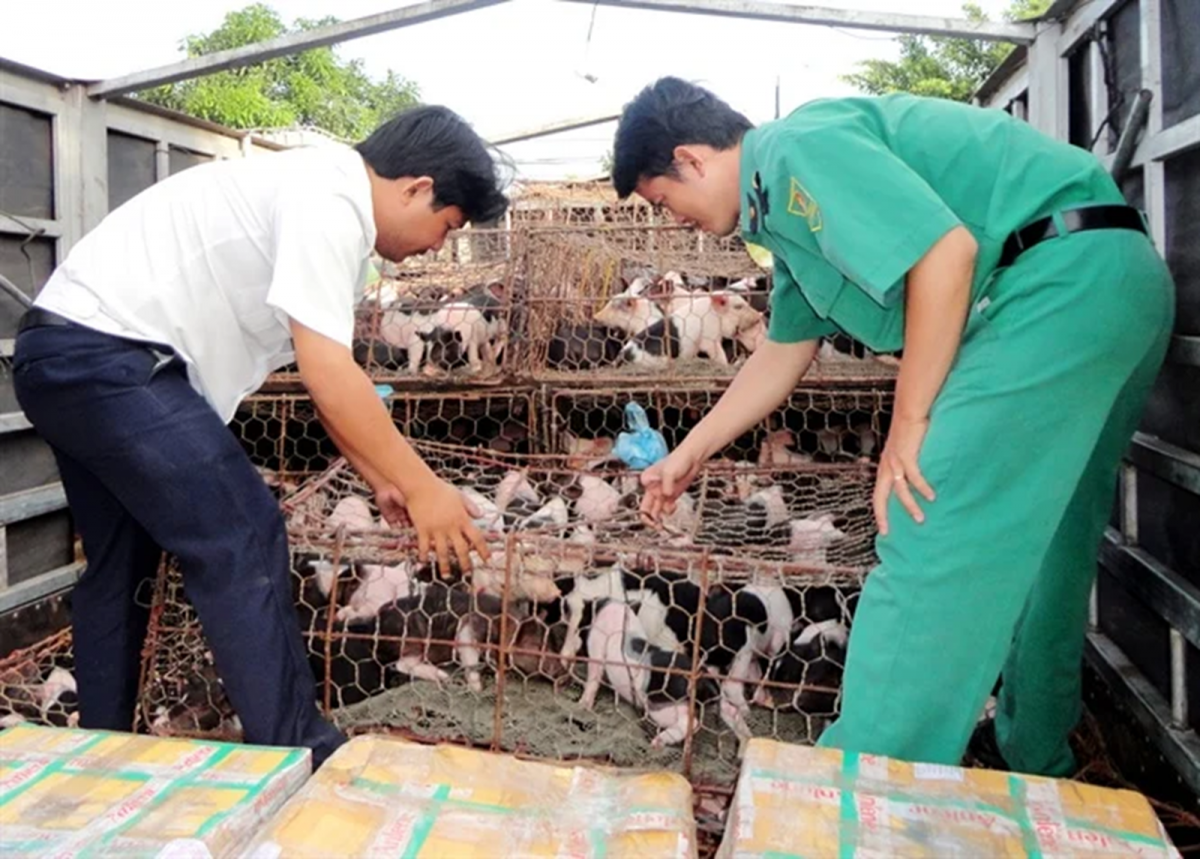 Tp. Huế tăng cường tuyên truyền quy định xử phạt trong lĩnh vực thú y