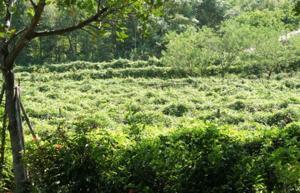 Bắc Ninh quan tâm phát triển hai sản phẩm OCOP đặc hữu: Sâm Núi Dành và nấm lim xanh