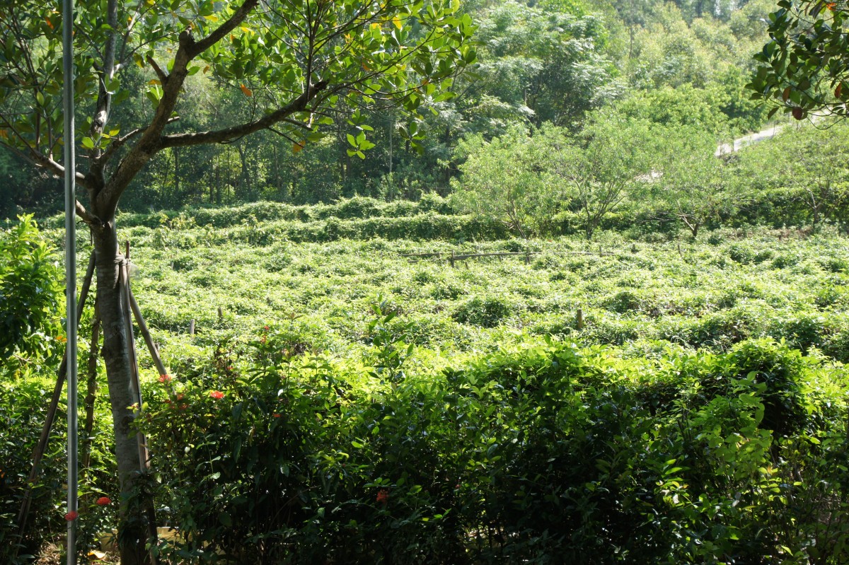 Bắc Ninh quan tâm phát triển hai sản phẩm OCOP đặc hữu: Sâm Núi Dành và nấm lim xanh