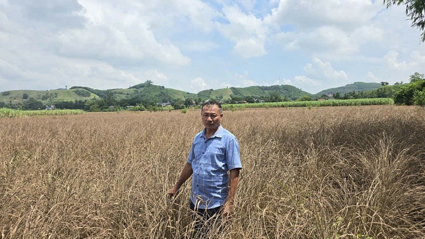Nhiều diện tích trồng sả của bà con xã Thành Vinh bị chết sau khi lũ rút gây thiệt hại hàng chục triệu đồng.