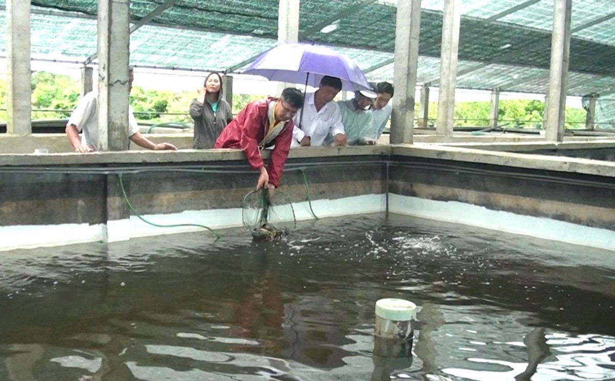 Nuôi cá chình tuần hoàn - Hướng phát triển mới cho thủy sản nước ngọt tại Huế