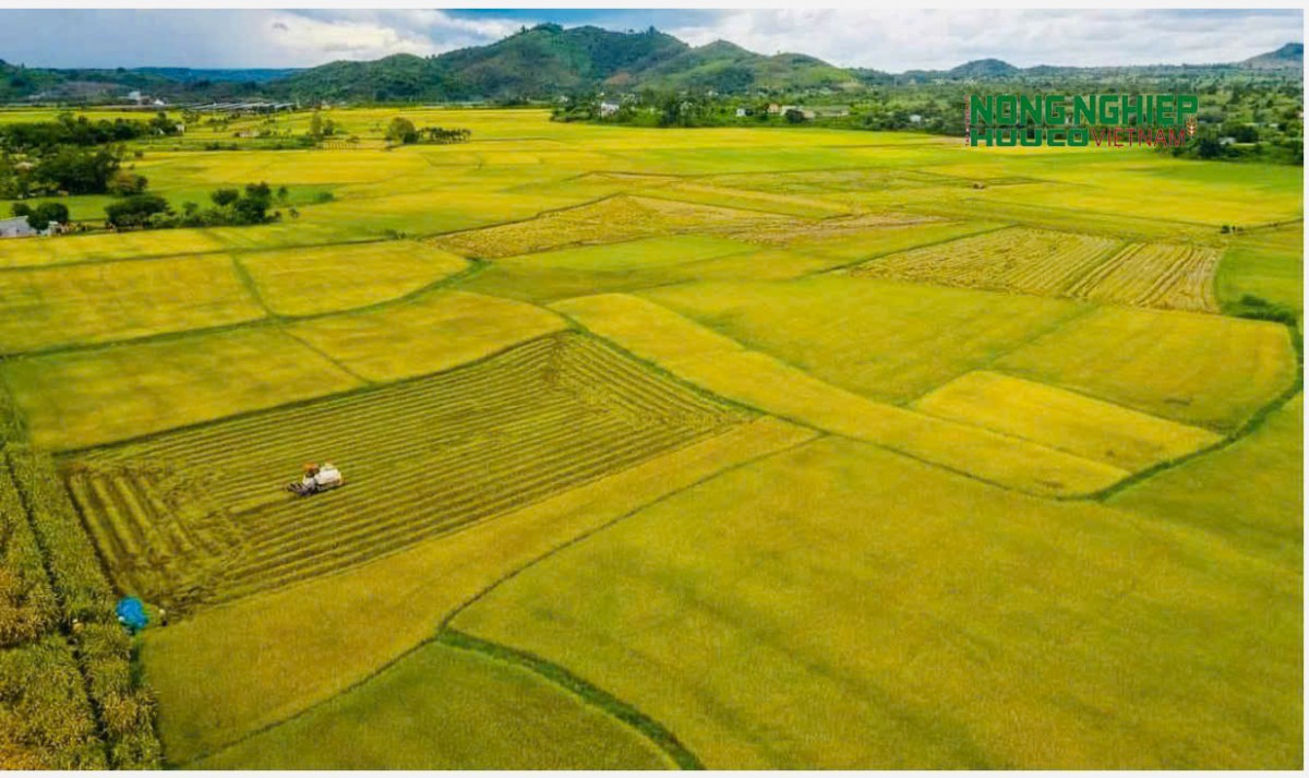 Xã Cát Tiên hướng tới vùng lúa tập trung, nâng cao giá trị nông sản