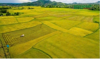 Xã Cát Tiên hướng tới vùng lúa tập trung, nâng cao giá trị nông sản