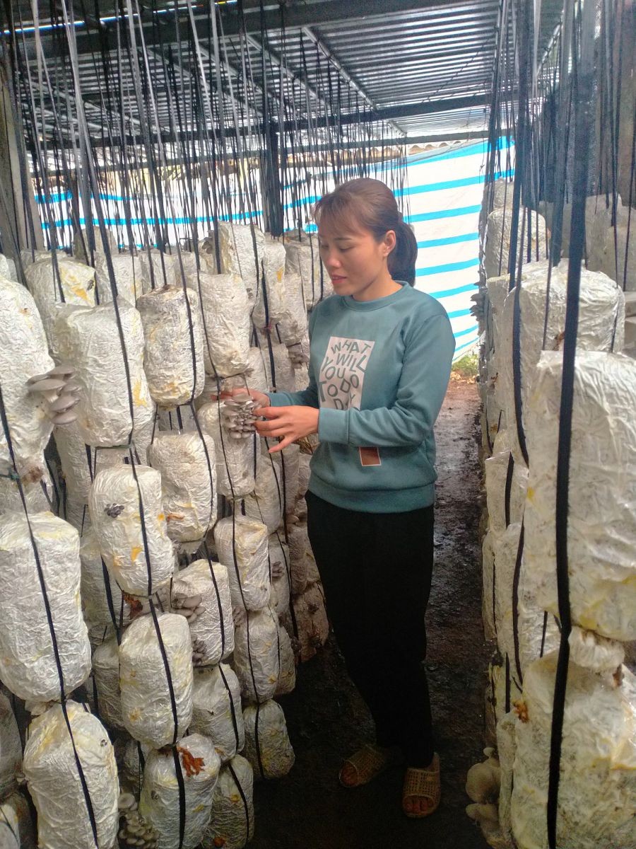 Nghề trồng nấm ở xã Tiên Lục, Bắc Ninh