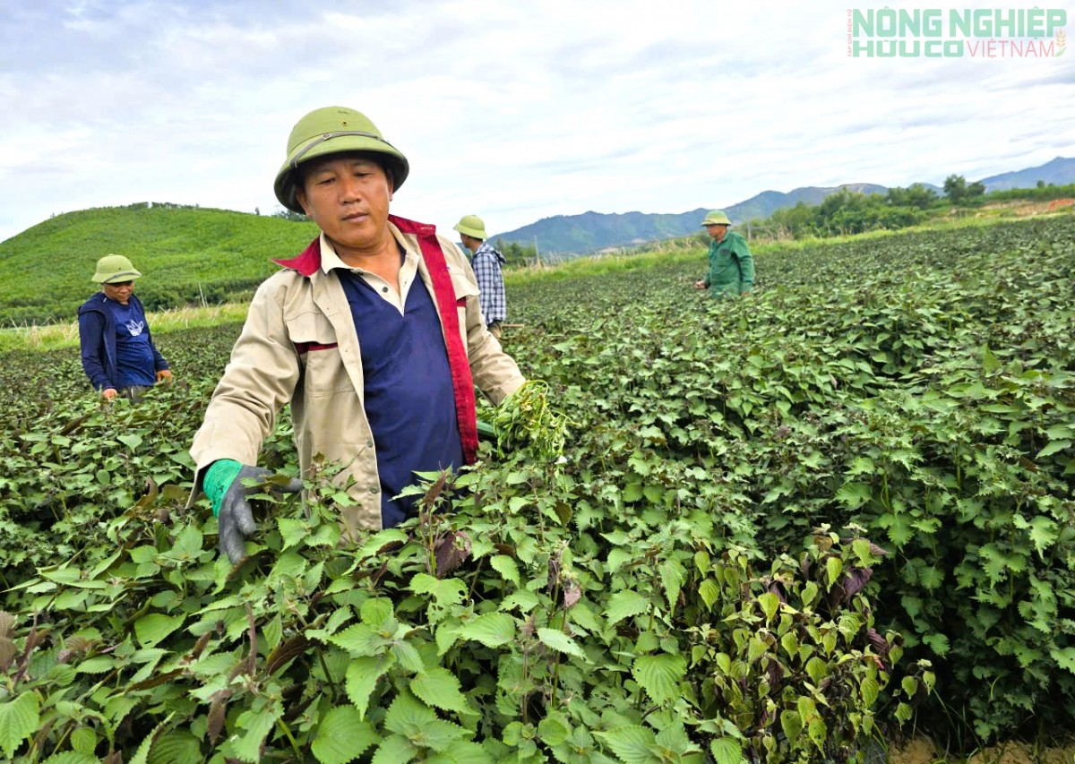 Nghệ An: Trồng tía tô, chiết xuất tinh dầu hướng đi mới nâng cao giá trị cây trồng