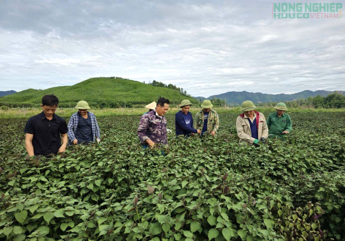 Nghệ An: Trồng tía tô, chiết xuất tinh dầu hướng đi mới nâng cao giá trị cây trồng