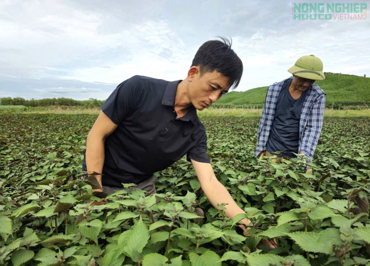 Nghệ An: Trồng tía tô, chiết xuất tinh dầu hướng đi mới nâng cao giá trị cây trồng