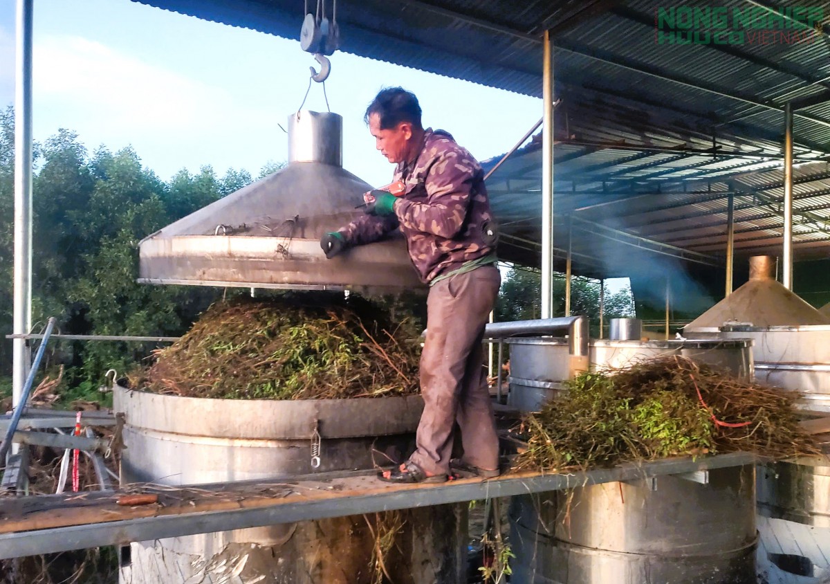 Nghệ An: Trồng tía tô, chiết xuất tinh dầu hướng đi mới nâng cao giá trị cây trồng
