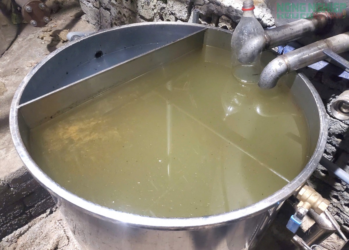 Nghệ An: Trồng tía tô, chiết xuất tinh dầu hướng đi mới nâng cao giá trị cây trồng