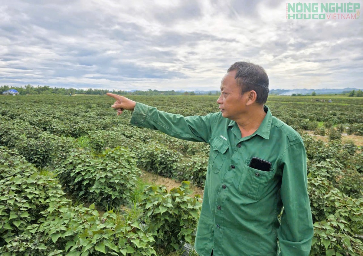 Nghệ An: Trồng tía tô, chiết xuất tinh dầu hướng đi mới nâng cao giá trị cây trồng