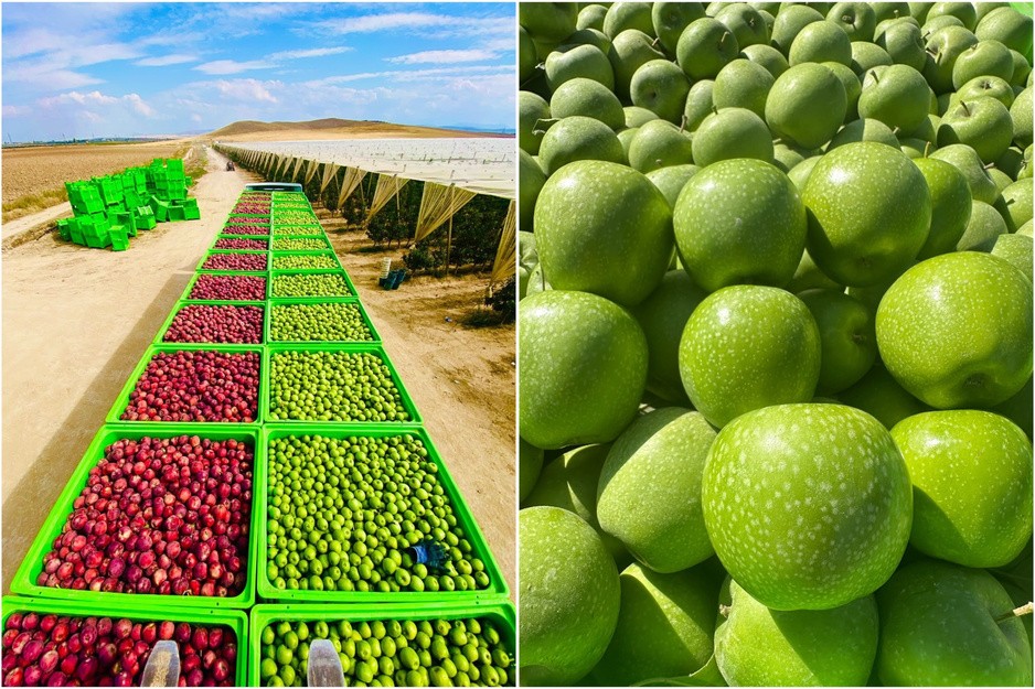 Thị trường Ấn Độ mở thêm cơ hội cho táo Thổ Nhĩ Kỳ