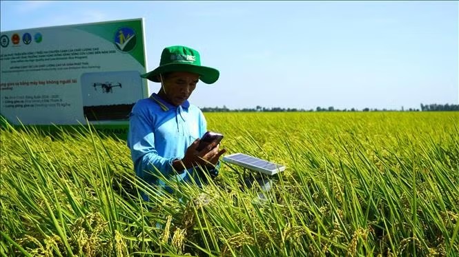 Cần Thơ triển khai dự án GoRice, thúc đẩy sản xuất lúa thông minh với khí hậu