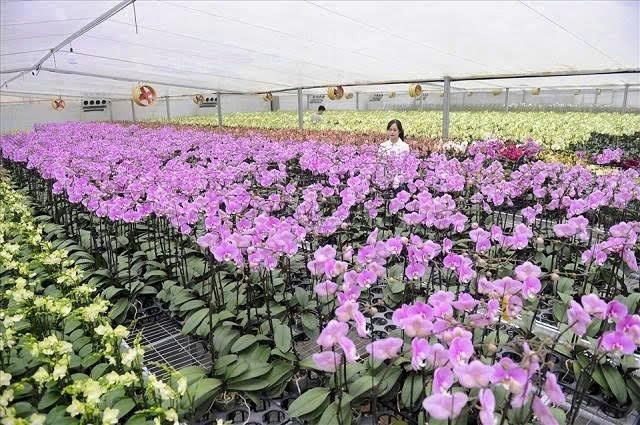 Hướng dẫn cấp mã số cơ sở trồng cho các cơ sở kinh doanh hoa lan