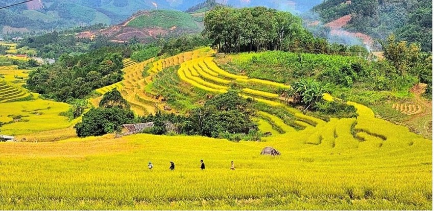 Lễ hội mùa vàng xã Lục Hồn, Quảng Ninh.
