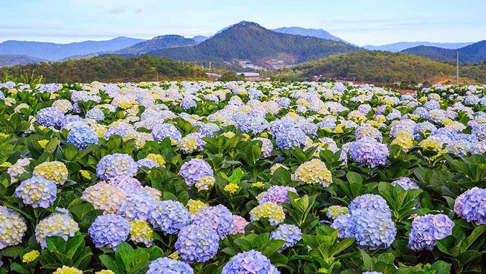 Hoa Đà Lạt - Từ sắc hoa cao nguyên đến cơ hội kết nối thị trường