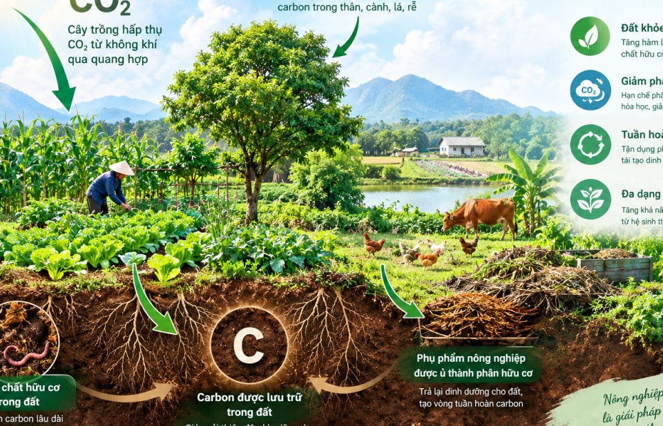 Khả năng hấp thụ carbon của hệ thống nông nghiệp hữu cơ