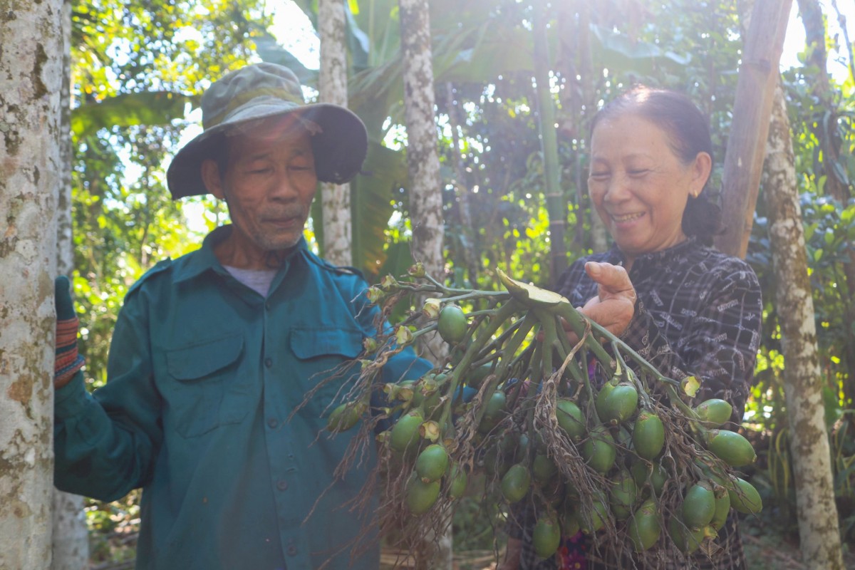 Cây cau đang trở thành một trong những cây trồng mang lại giá trị kinh tế đáng kể cho người dân xã Tiên Phước.