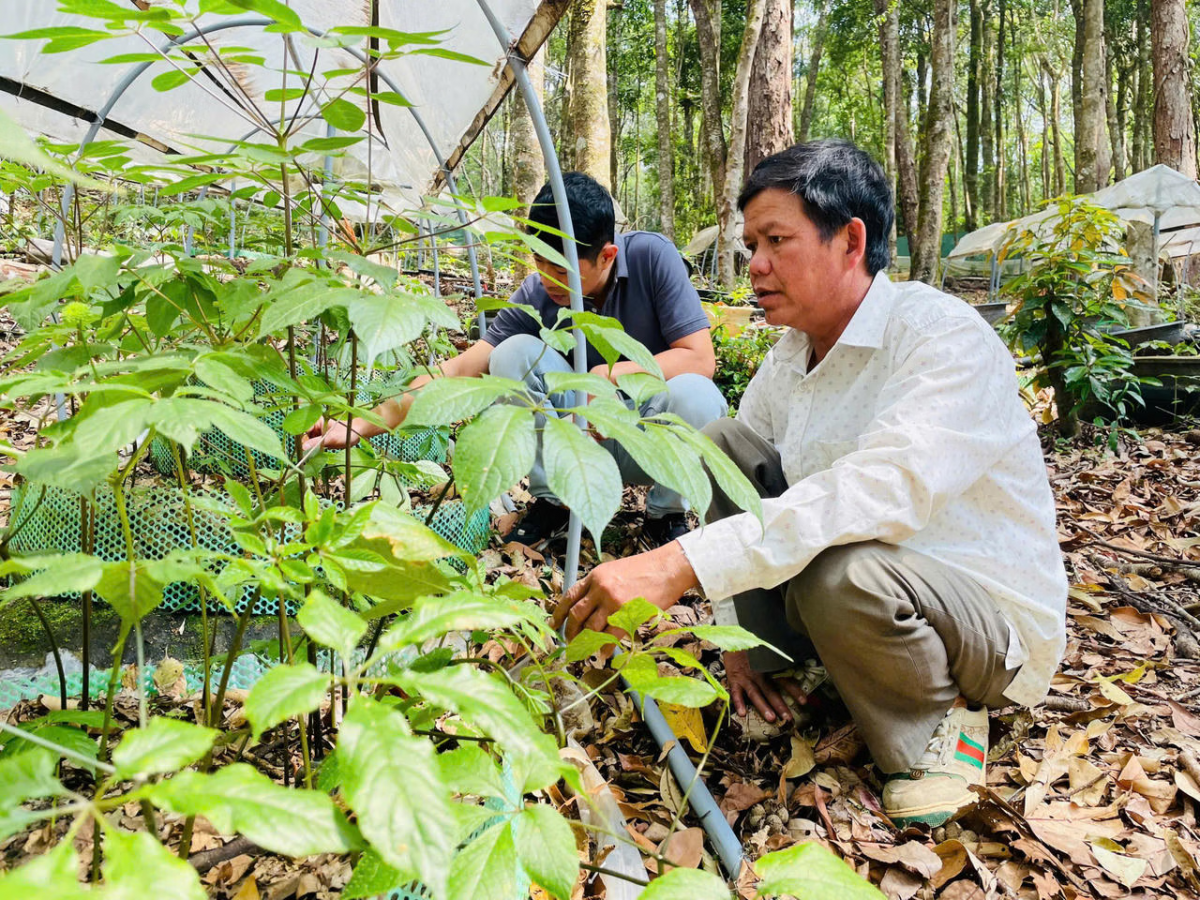 Linh dưới tán rừng trong 9 tháng đầu năm 2026, nâng tổng diện tích vùng chuyên canh dược liệu toàn xã lên 2.820 ha.