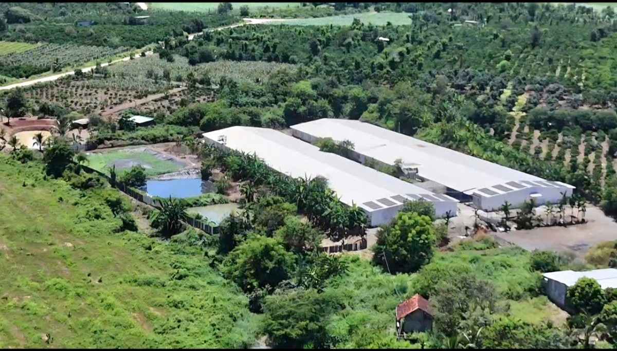 Đắk Lắk phê bình 35 xã, phường chưa kê khai các hoạt động chăn nuôi 6 tháng đầu năm 2026