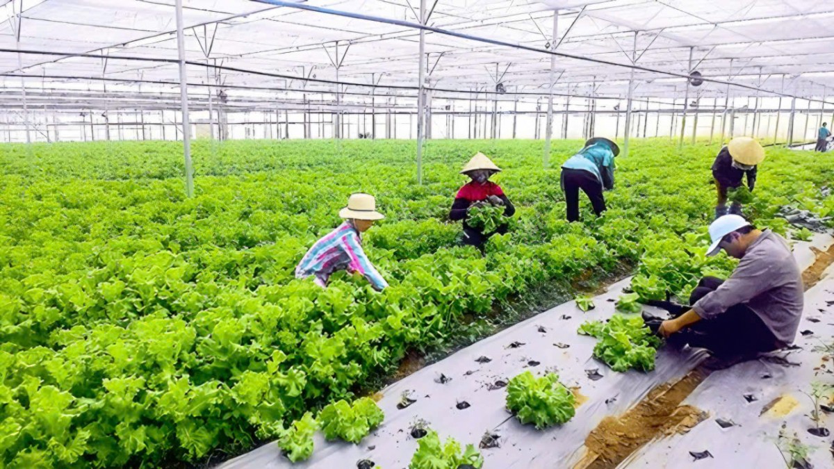 Gia Lai phát triển công nghiệp sinh học, hướng tới nông nghiệp xanh, tuần hoàn bền vững