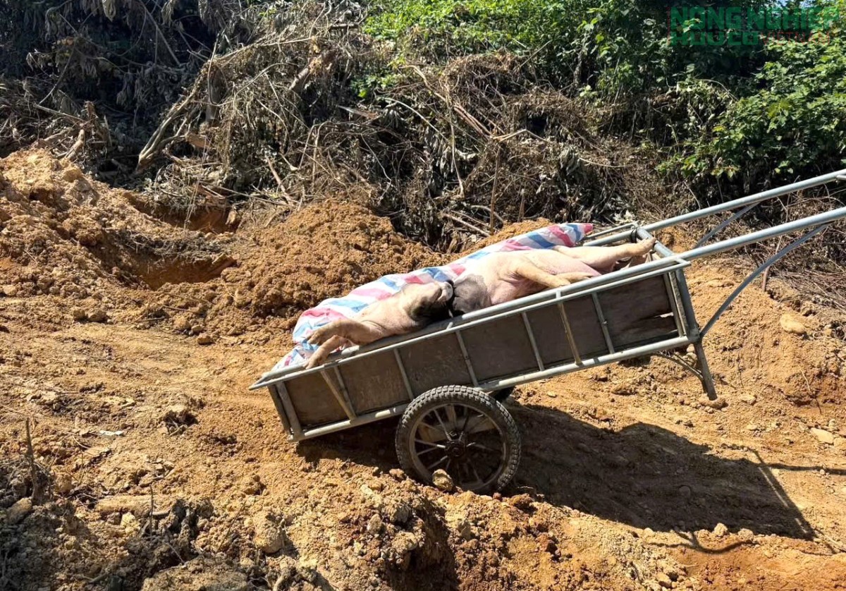 Nghệ An ban hành công điện khẩn chỉ đạo, chấn chỉnh công tác phòng chống bệnh Dịch tả lợn châu Phi