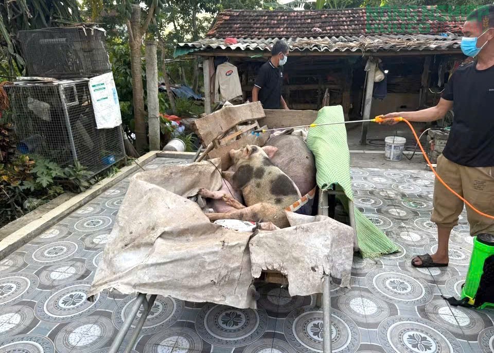 Nghệ An ban hành công điện khẩn chỉ đạo, chấn chỉnh công tác phòng chống bệnh Dịch tả lợn châu Phi