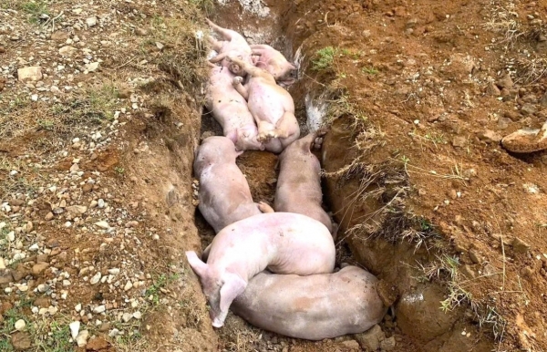 Nghệ An ban hành công điện khẩn chỉ đạo, chấn chỉnh công tác phòng chống bệnh Dịch tả lợn châu Phi