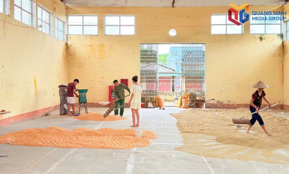 Người dân phơi nông sản tại khuôn viên chợ phiên Đạp Thanh, xã Kỳ Thượng vào những ngày không họp chợ.