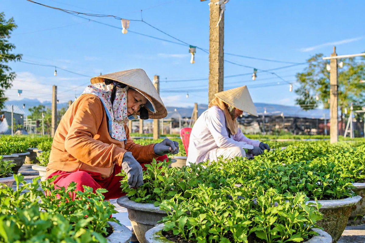 Đà Nẵng tất bật vào vụ hoa Tết Đinh Mùi 2027