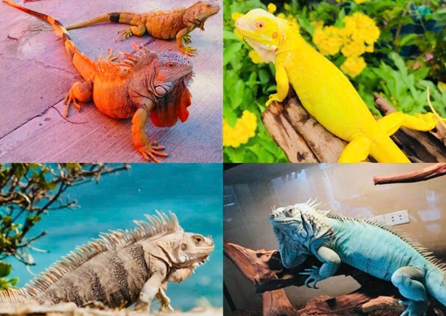 Đề nghị xử lý 38 cá thể động vật hoang dã bị tịch thu theo quy định CITES