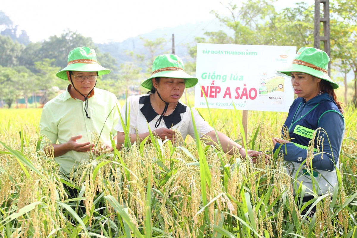 Từ cánh đồng hữu cơ đến thương hiệu “Gạo Tân Trào”