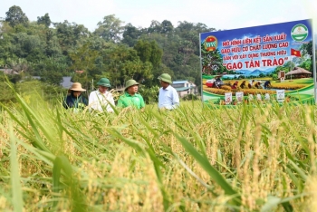 Từ cánh đồng hữu cơ đến thương hiệu “Gạo Tân Trào”