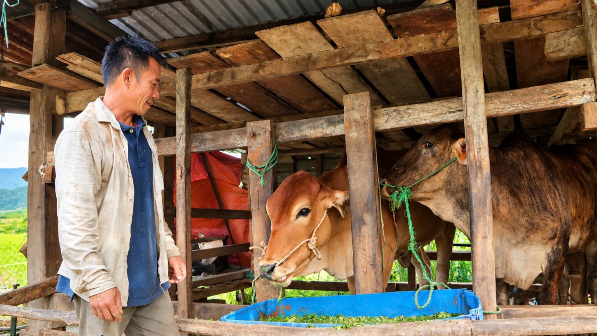 Đà Nẵng: Người dân Phước Năng đổi tư duy, mở hướng làm giàu
