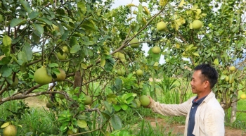 Đà Nẵng: Người dân Phước Năng đổi tư duy, mở hướng làm giàu