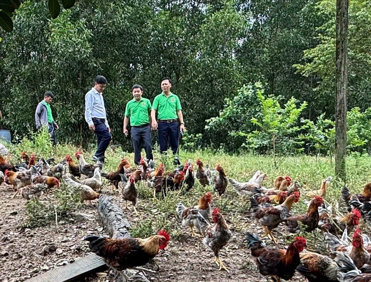 Tp. Huế: Hội nông dân Phú Bài đổi mới hoạt động Hội từ Chi hội nghề nghiệp nuôi gà