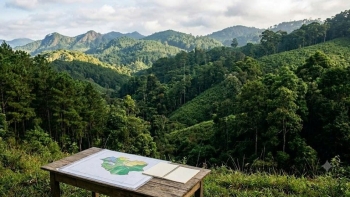 Lâm Đồng đôn đốc hoàn thiện phương án quản lý rừng bền vững