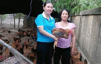 Tín hiệu tích cực từ mô hình nuôi gà thịt, tạo động lực thoát nghèo bền vững