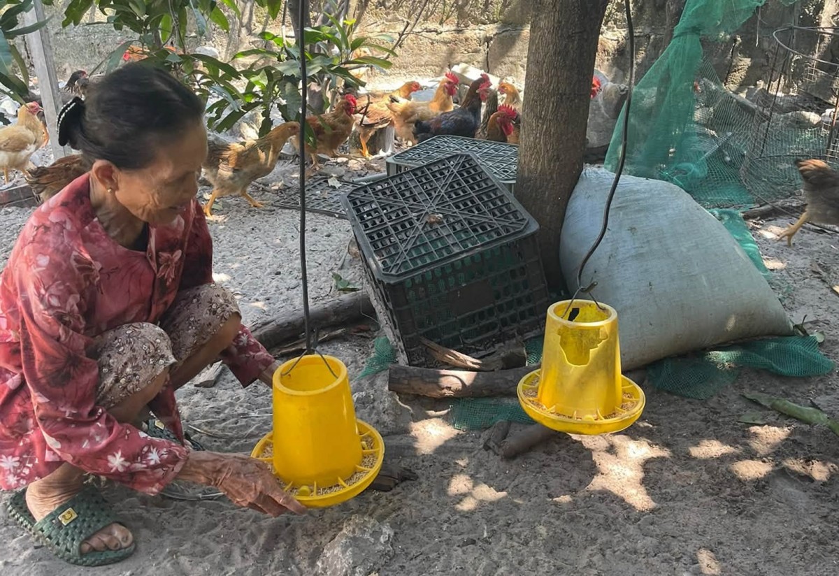 Tín hiệu tích cực từ mô hình nuôi gà thịt, tạo động lực thoát nghèo bền vững