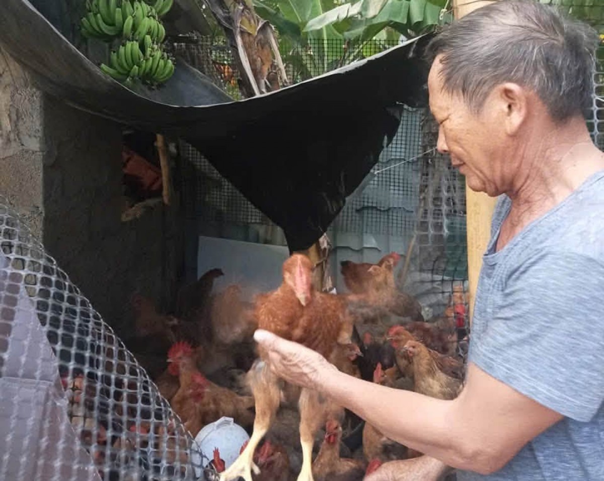 Tín hiệu tích cực từ mô hình nuôi gà thịt, tạo động lực thoát nghèo bền vững