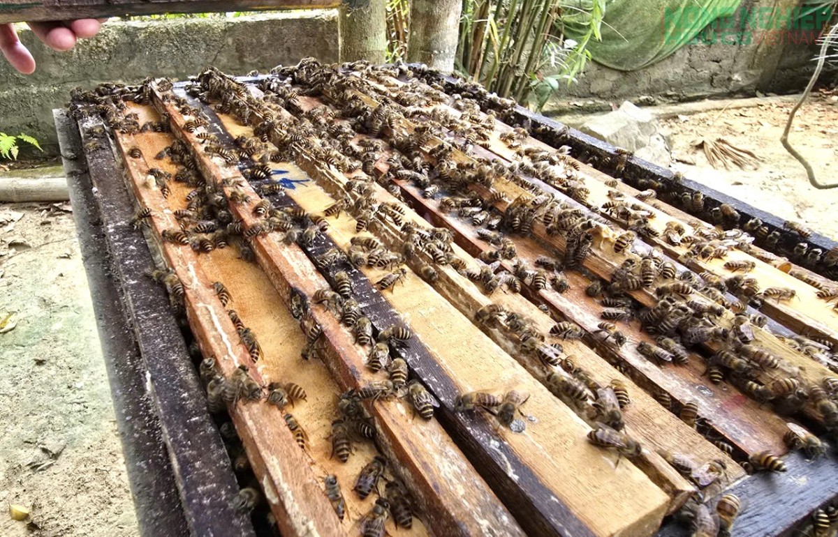 Làm giàu nhờ mô hình nuôi ong tự nhiên lấy mật của nông dân Nghệ An