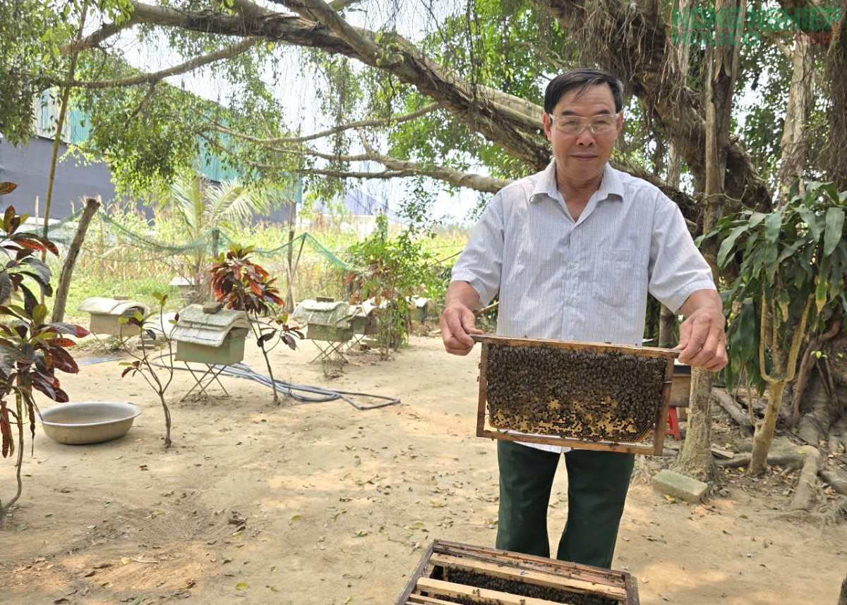 Làm giàu nhờ mô hình nuôi ong tự nhiên lấy mật của nông dân Nghệ An