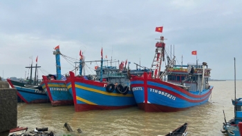Ngư dân Huế trúng đậm cá bò, thu tiền tỉ sau hai chuyến đi biển