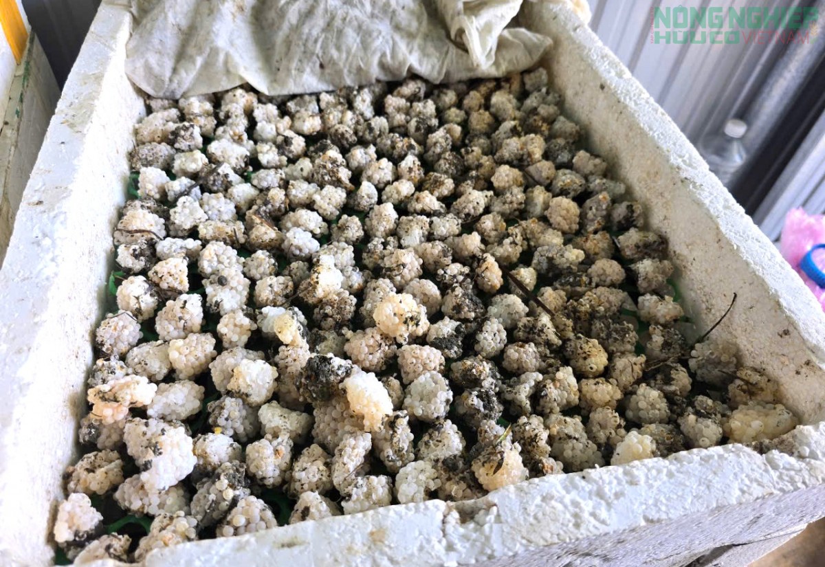Hiệu quả từ mô hình nuôi ốc bươu của nông dân xã Tân A