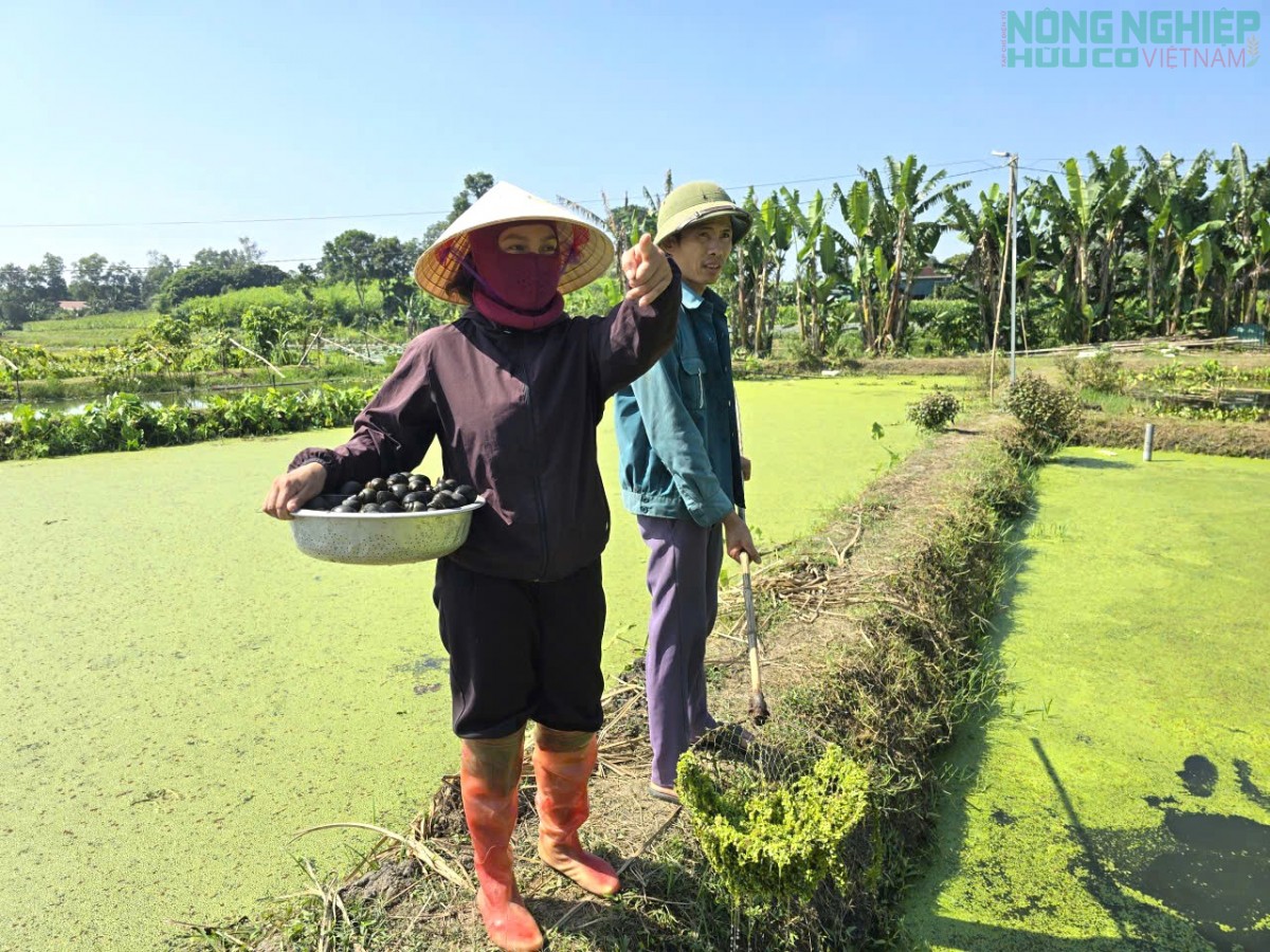 Hiệu quả từ mô hình nuôi ốc bươu của nông dân xã Tân A